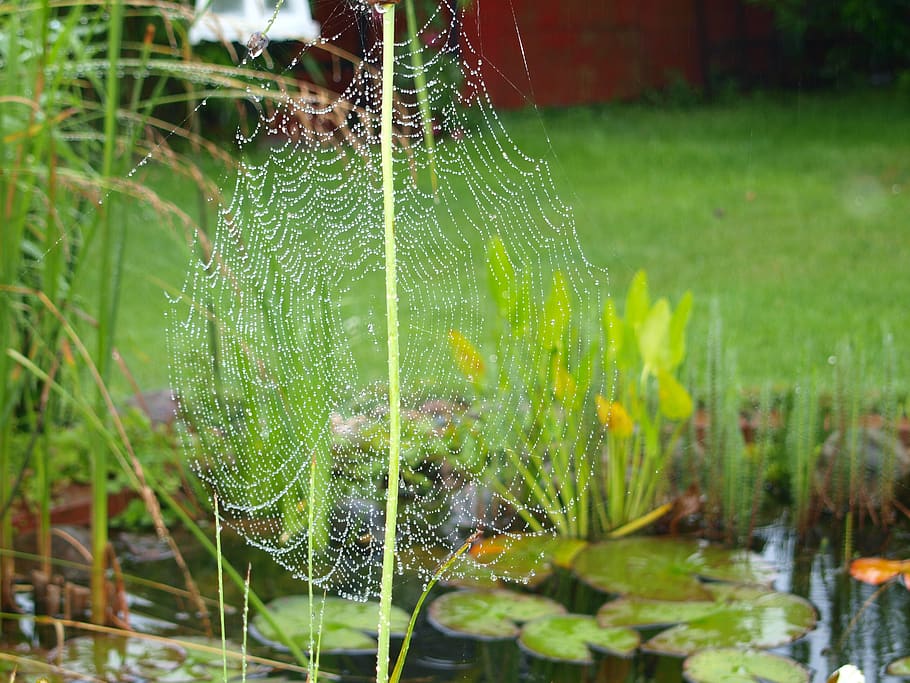 rain, spider, cobweb, water, green color, plant, beauty in nature HD wallpaper