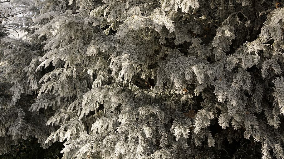 Tree, White, Green, Christmas, Winter, ice, snow, crystal, frost HD wallpaper