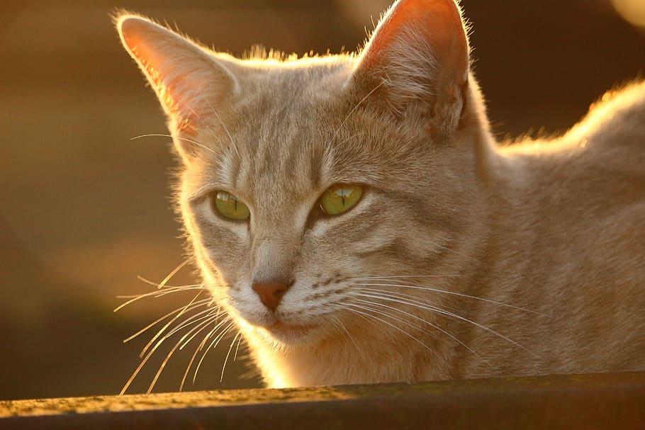 cat, autumn, stainless, evening light, sun, cat face, breed cat HD wallpaper