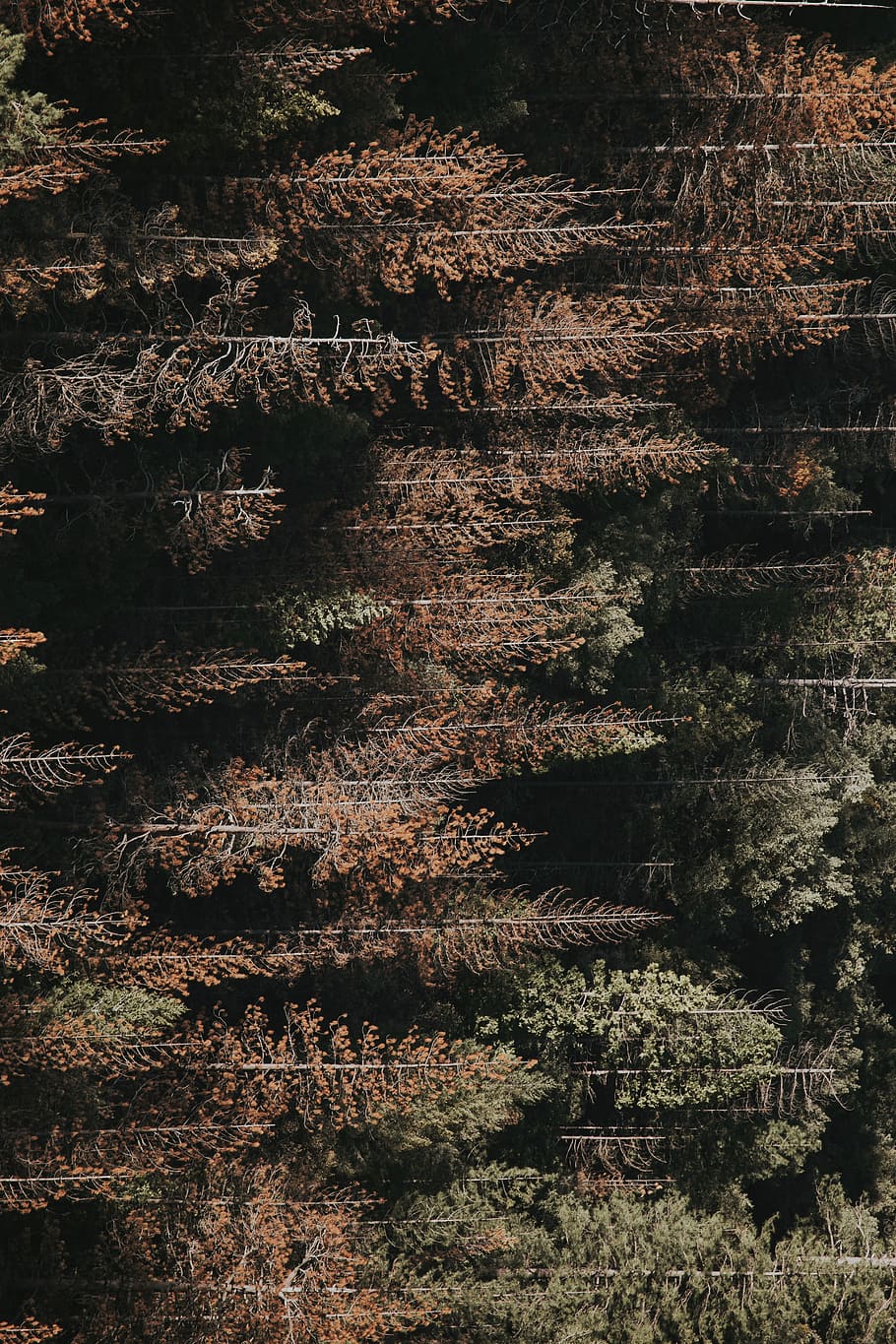 aerial view photography of forest field, aerial photography of brown and green trees during daytime HD wallpaper