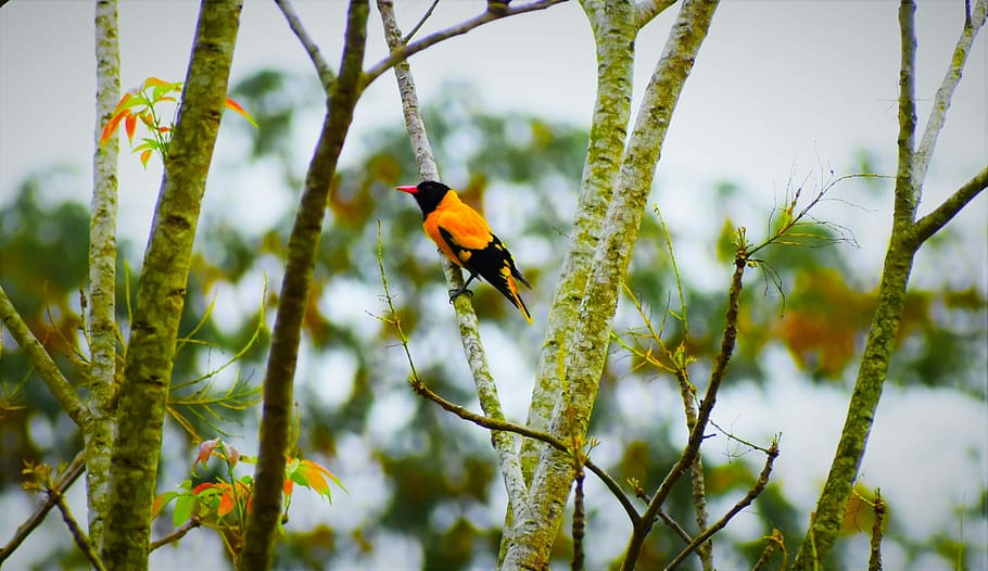 nature, bird, outdoors, tree, wildlife, animal wildlife, animal themes HD wallpaper