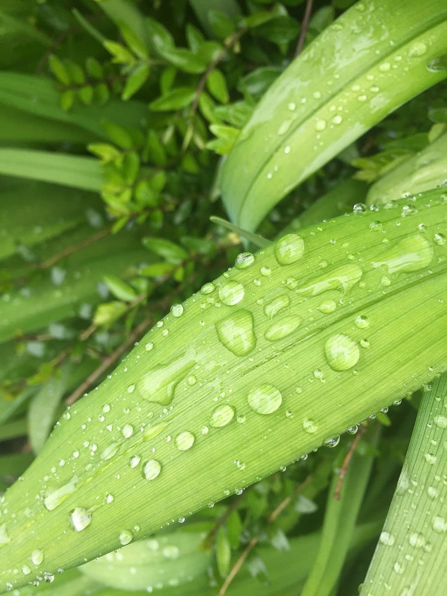 green, nature, leaf, rain, drip, leaves, plant, close, drop HD wallpaper