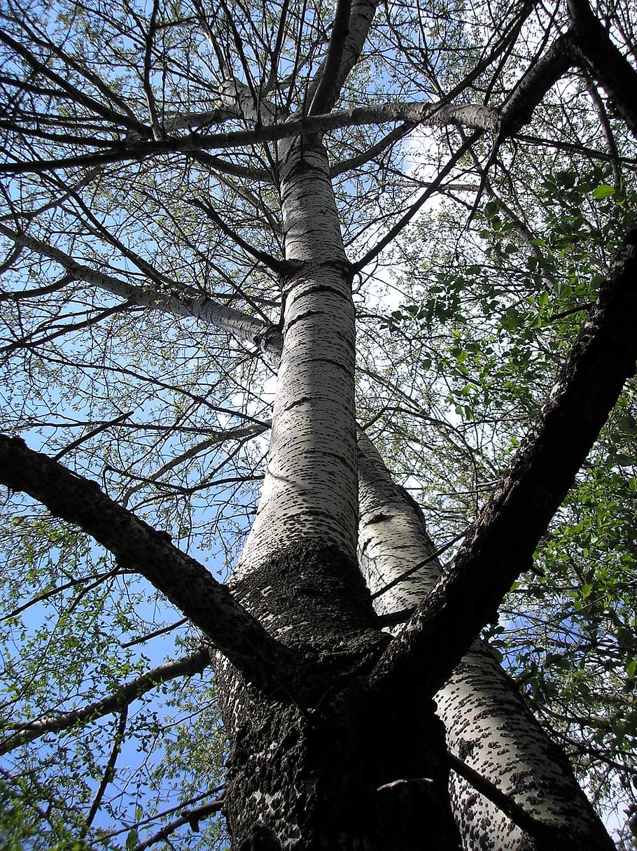 Forest, Green, Green, Tree, Nature, Spring, landscape, natural HD wallpaper