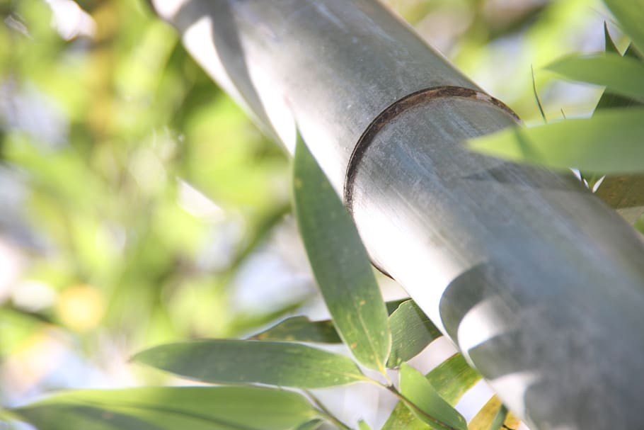 bamboo, forest, tropics, plant part, leaf, close-up, growth HD wallpaper