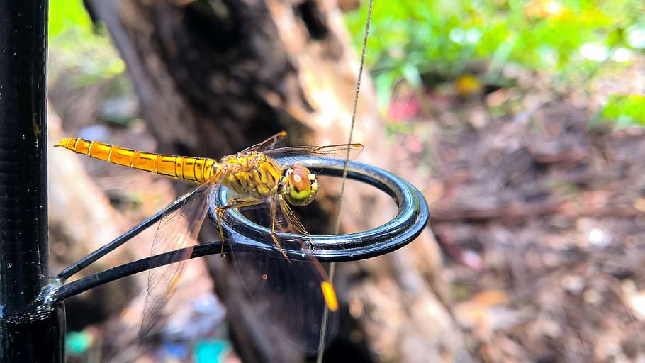Dragonfly, Creature, Natural, Insects, light, vietnam, the countryside HD wallpaper