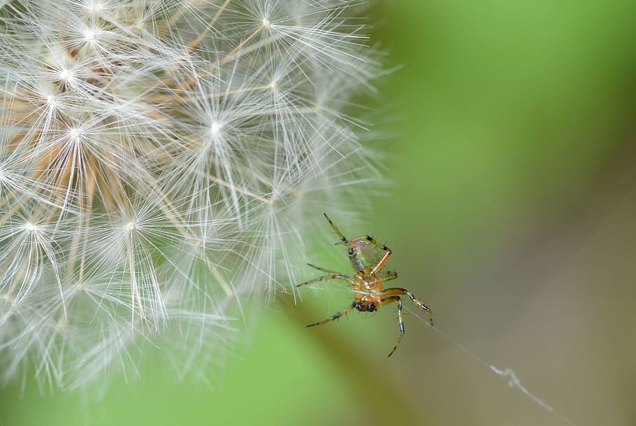 spider, dandelion, macro, nature, close, fragility, close-up HD wallpaper