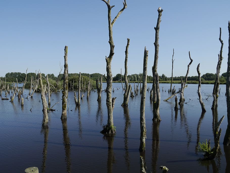 water, dead trees, surreal, wood, gnarled, dead plant, tranquility HD wallpaper