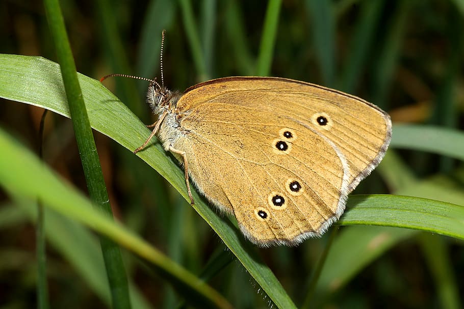 butterfly, insect, macro, nature, summer, invertebrate, animal themes HD wallpaper