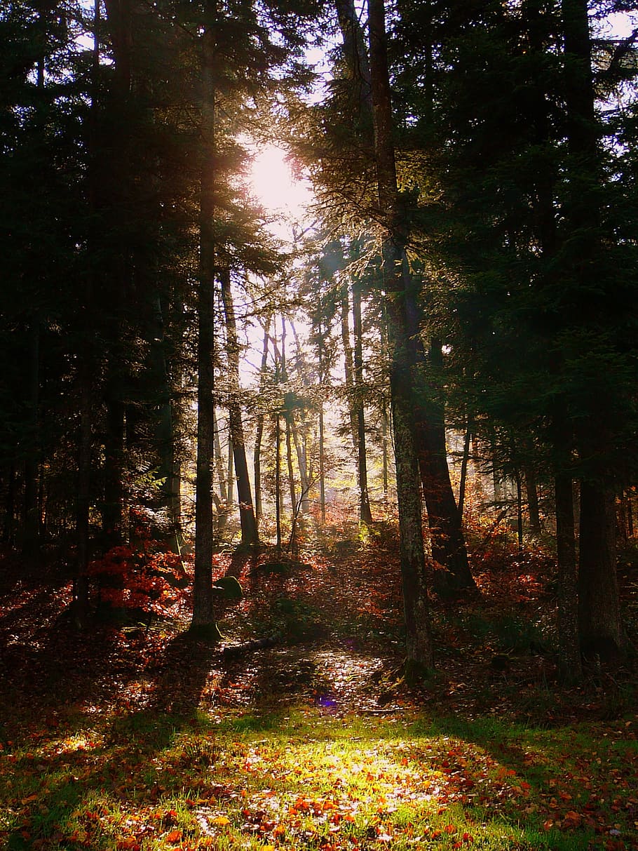 Forest, Nature, Trees, Wood, green, under wood, light, spring HD wallpaper
