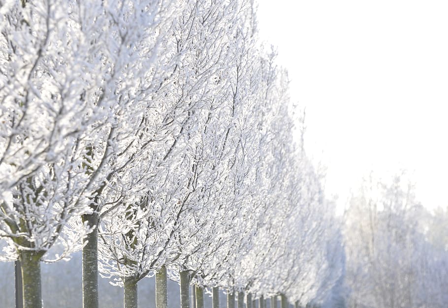 Winter, Trees, Row, Landscape, Frost, cold, ice, plant, cold temperature HD wallpaper