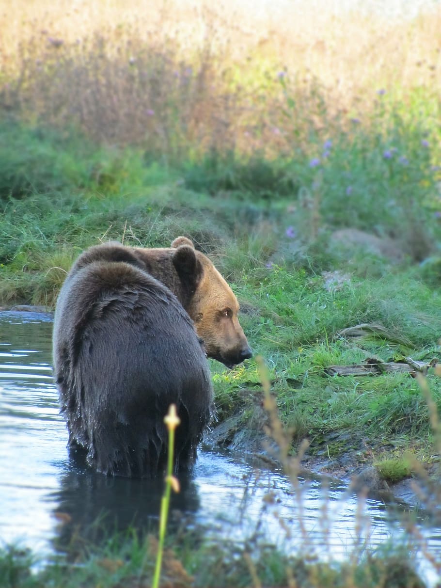 bear, brown bear, sun, spring, wildlife park, teddy, animal HD wallpaper