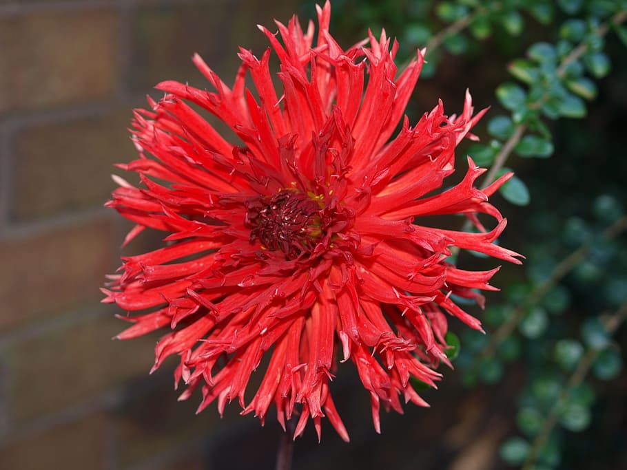 flower, dahlia, bloom, flowering plant, red, beauty in nature HD wallpaper