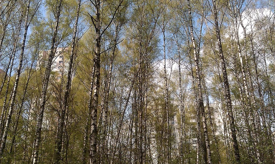 Forest, Spring, Stroll, Nature, Greens, vacation, sky, landscape HD wallpaper