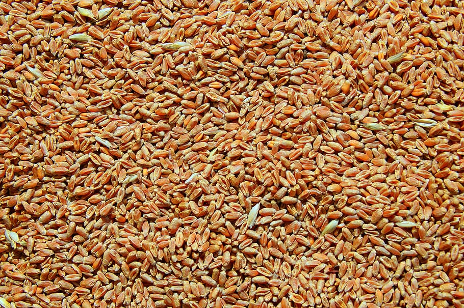 dry, item, mag, sample, diet, crop, grain, wallpaper, food HD wallpaper