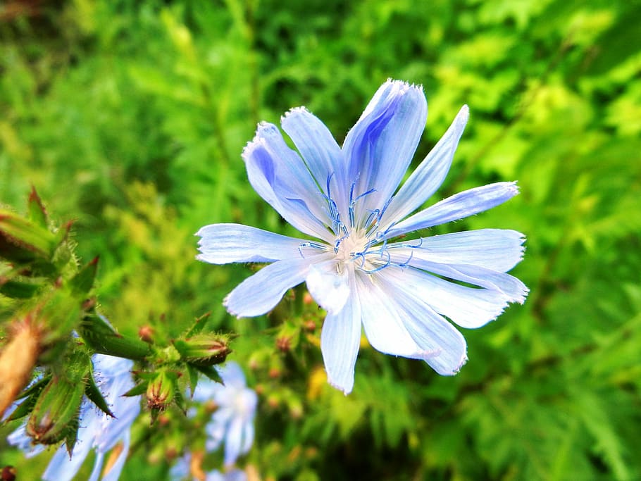 flower, stamens, posts, pollen, macro, nature, summer, flowering HD wallpaper