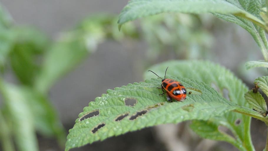 nature, leaf, insect, plant, invertebrate, animal themes, animal wildlife HD wallpaper