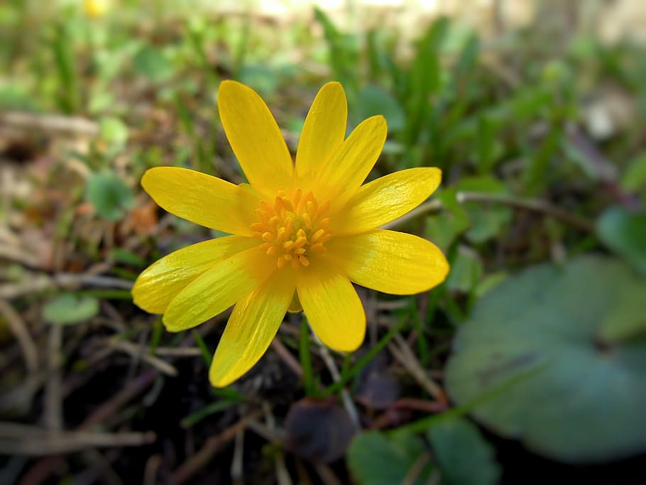 flower, spring, spring plant, yellow, sign of spring, yellow flower HD wallpaper