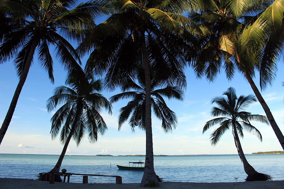 photo of palm trees near beach, Coconut, Kei Islands, coconut trees, HD wallpaper