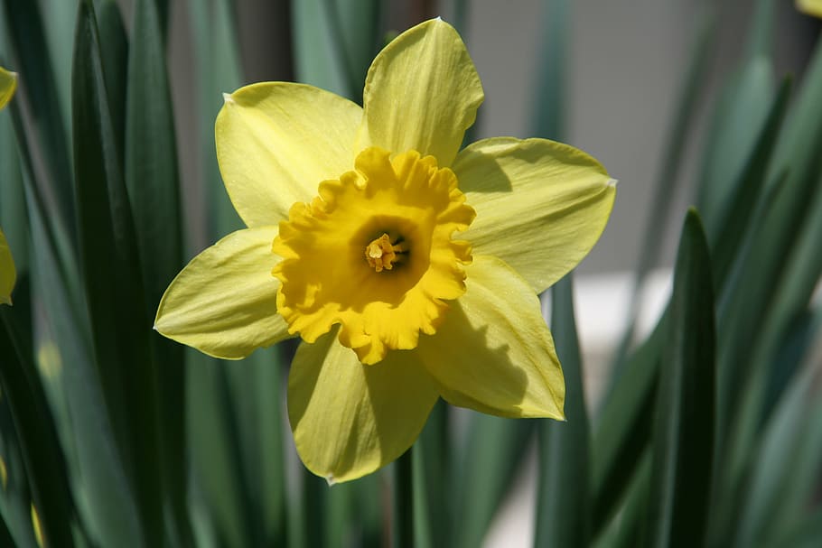 flower, spring, nature, yellow, flowering plant, freshness HD wallpaper