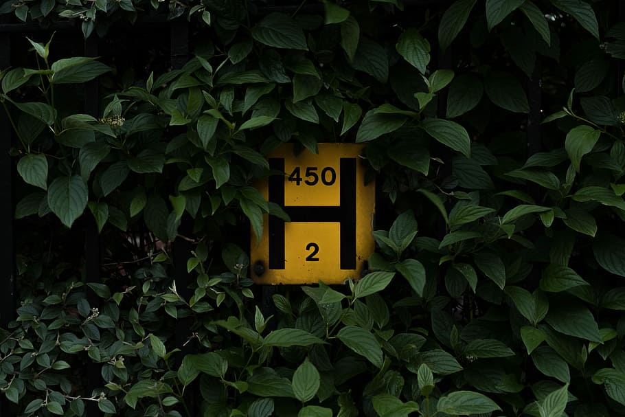 yellow and red H 450 2 signage surrounded by leaves, yellow road signage on green trees HD wallpaper