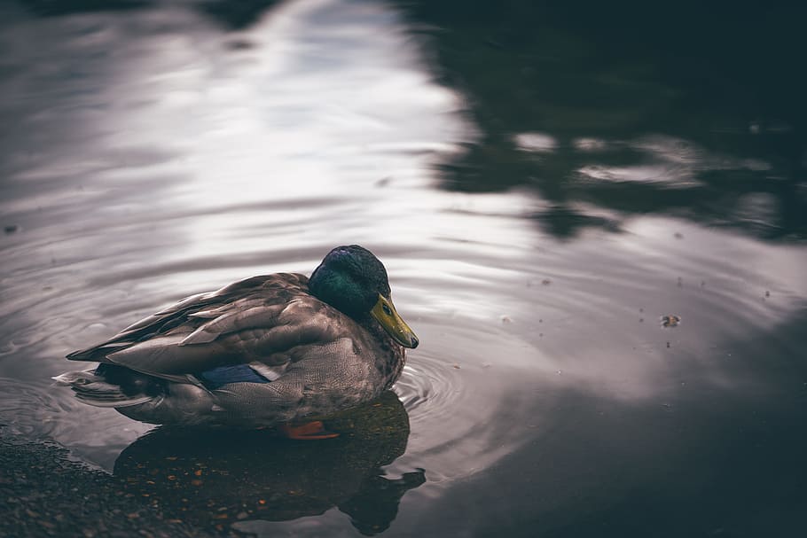 gray and green mallard duck on body of water during daytime, mallard duck on water, HD wallpaper