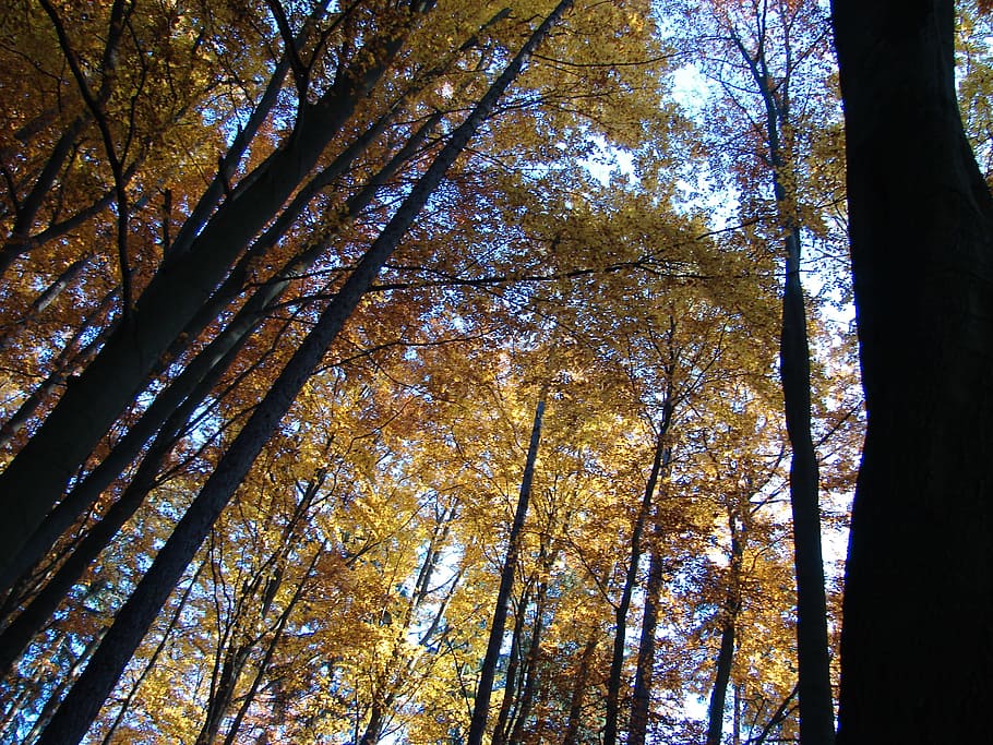 trees, autumn, nature, plant, low angle view, forest, tree trunk HD wallpaper