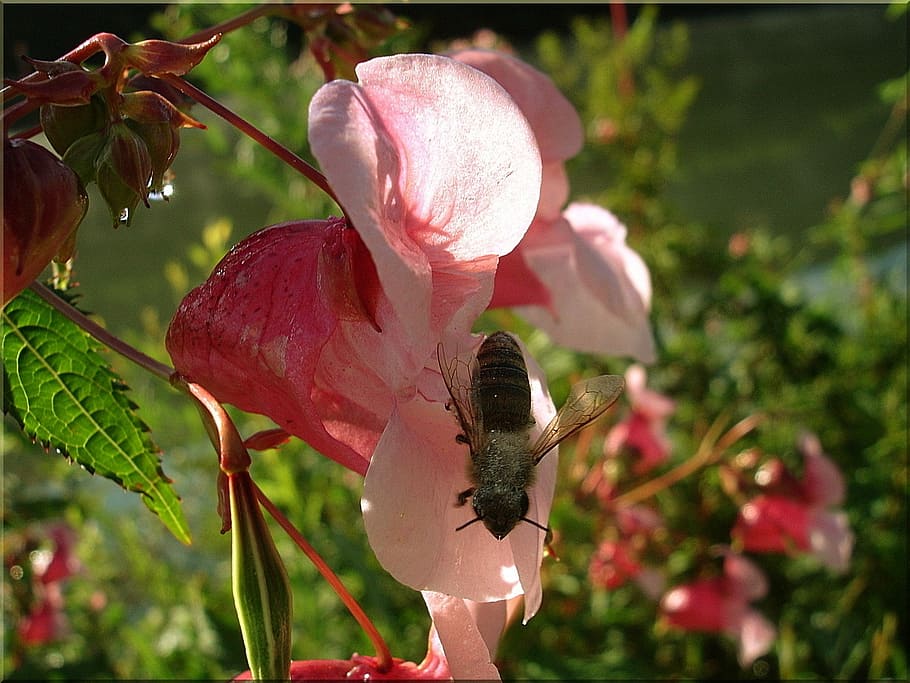 blossom, bloom, close, bee, insect, nature summer, red pink HD wallpaper