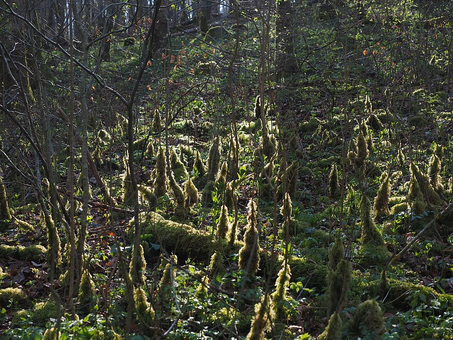 forest, back light, moss, bemoost, forest floor, moss growth HD wallpaper