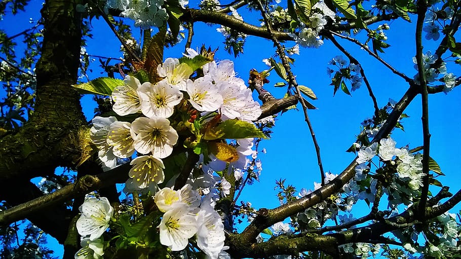 Spring, Cherry, Cherry, Cherry, Cherry Blossoms, flower, tree HD wallpaper