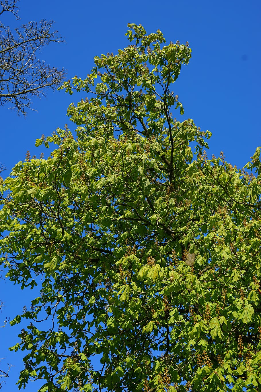 chestnut, spring, tree, chestnut tree, green, flowers, leaves HD wallpaper