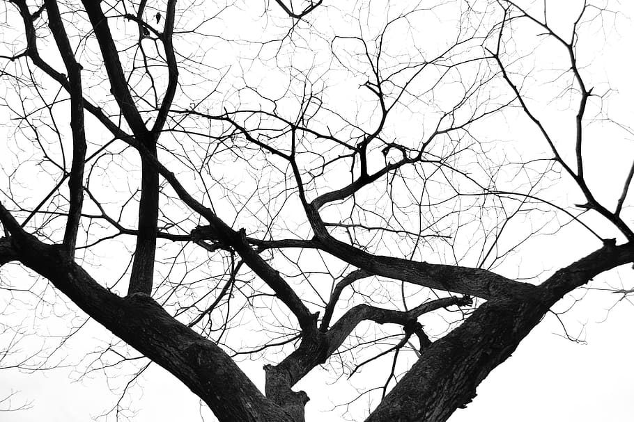 tree, nature, autumn, trees, bare tree, sky, branch, low angle view HD wallpaper