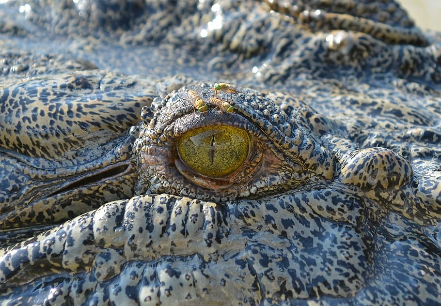 close-up photo of gray crocodile, eye, flies, insects, bugs HD wallpaper