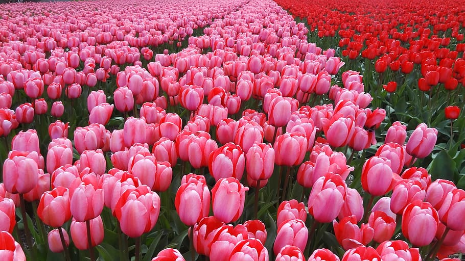 Netherlands, Spring, Tulips, Pink, nature, flower, pink color HD wallpaper