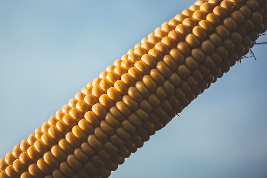close-up, cob, color, corn, corn cob, food, yellow, food and drink HD wallpaper