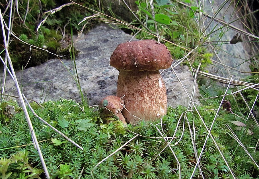 nature, plants, wild mushrooms, boletus, fungus, growth, land, HD wallpaper