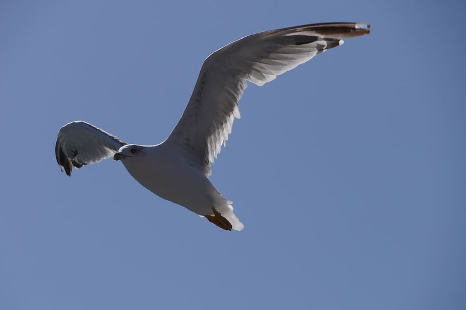 seagull, blue, sky, flying, animal, animal themes, animals in the wild HD wallpaper