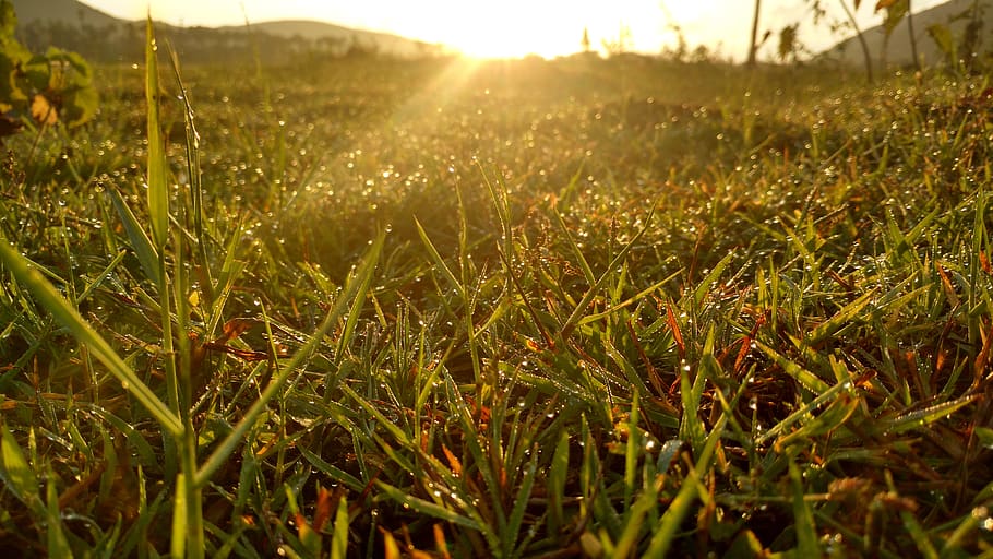 grass, sunrise, water drops, growth, plant, field, land, sunlight HD wallpaper