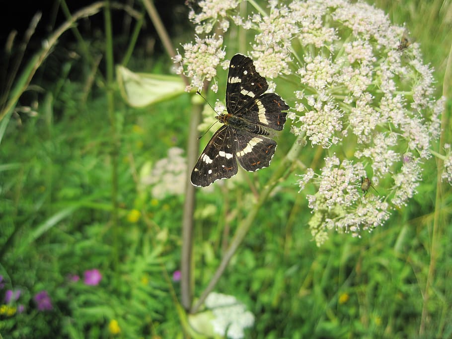 insect, butterfly, european map, araschnia levana, animal themes