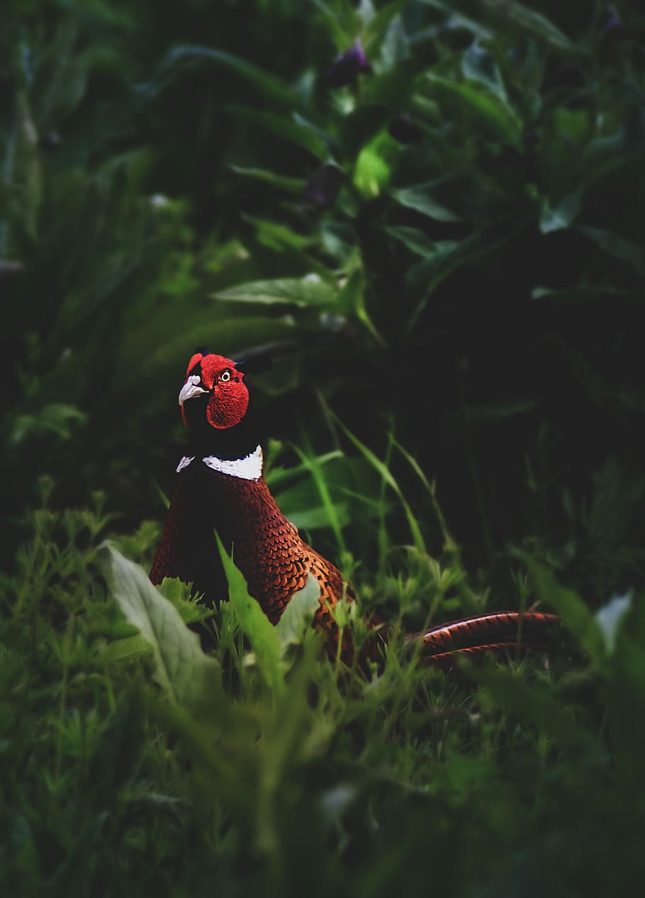 Pheasant Photos Download The BEST Free Pheasant Stock Photos  HD Images