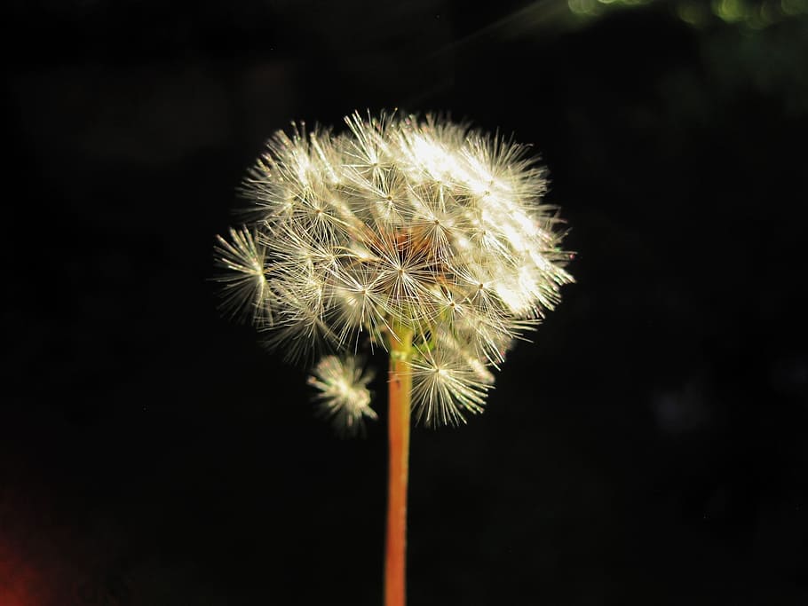 flower, seedhead, dandelion, white, fluffy, delicate, floral HD wallpaper