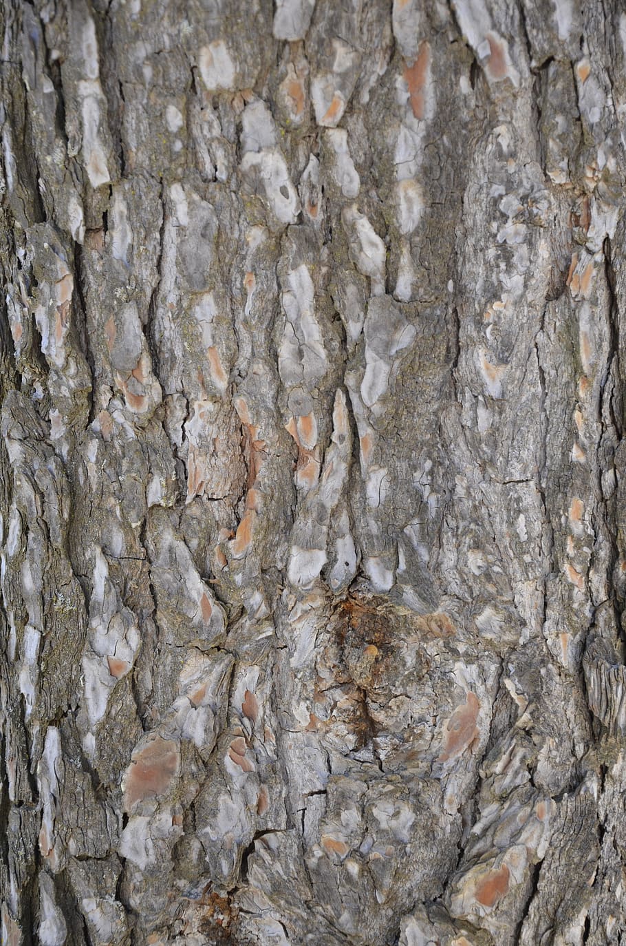 bark, tree, rough, log in, pattern, full frame, backgrounds HD wallpaper