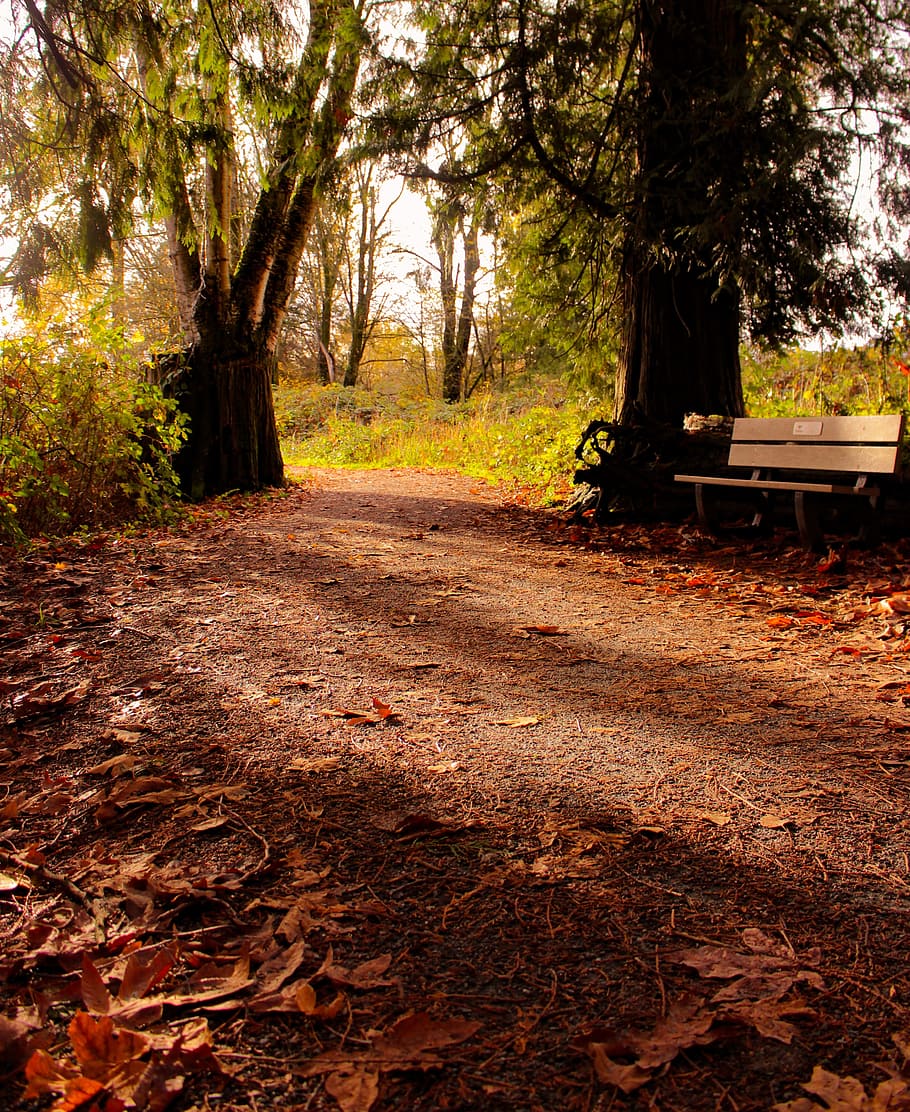 Autumn, Leaves, Sunset, Fall, Nature, autumn leaves, orange HD wallpaper