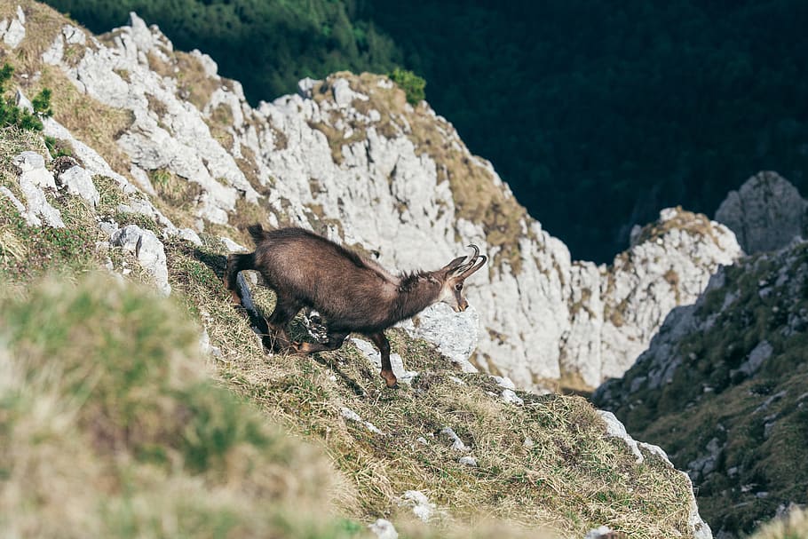 black and brown deer on mountain, brown animal standing on cliff HD wallpaper