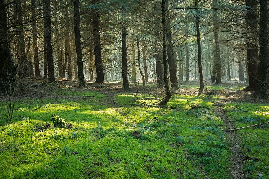 photo of green and brown trees near green plants during daytime HD wallpaper