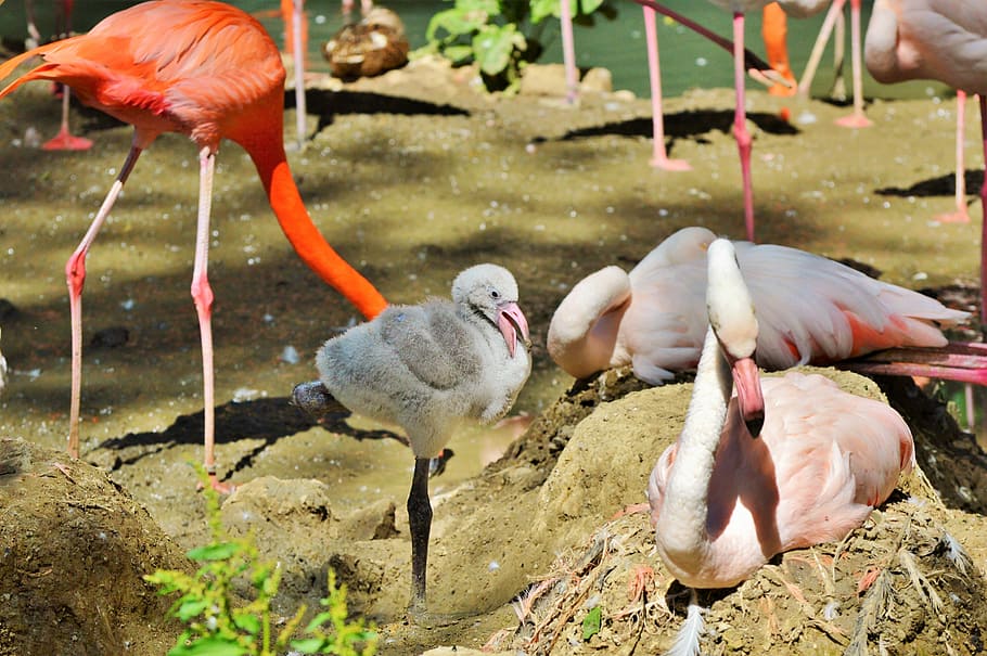 HD wallpaper: Flamingo, Chicks, Young, Bird, young flamingo, pink, bill ...