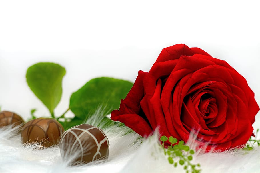 red rose and three chocolate balls, love, nibble, chocolates HD wallpaper