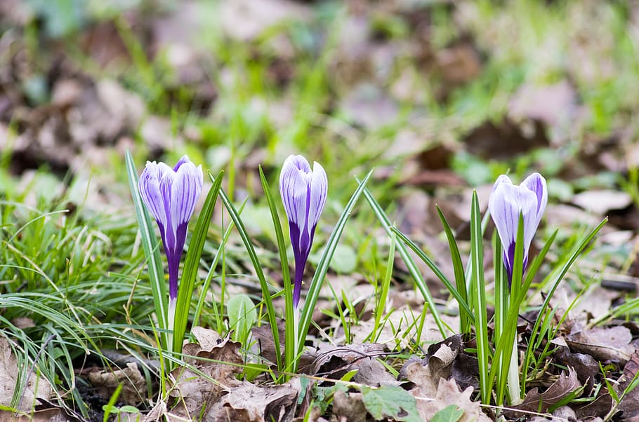 Crocus, Flower, Spring, Nature, Purple, fresh, green, grass HD wallpaper