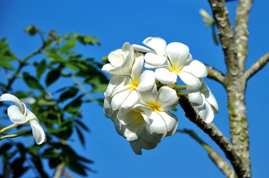 spring, bloom, flower, flowers, garden, white, tree, sky, trees HD wallpaper
