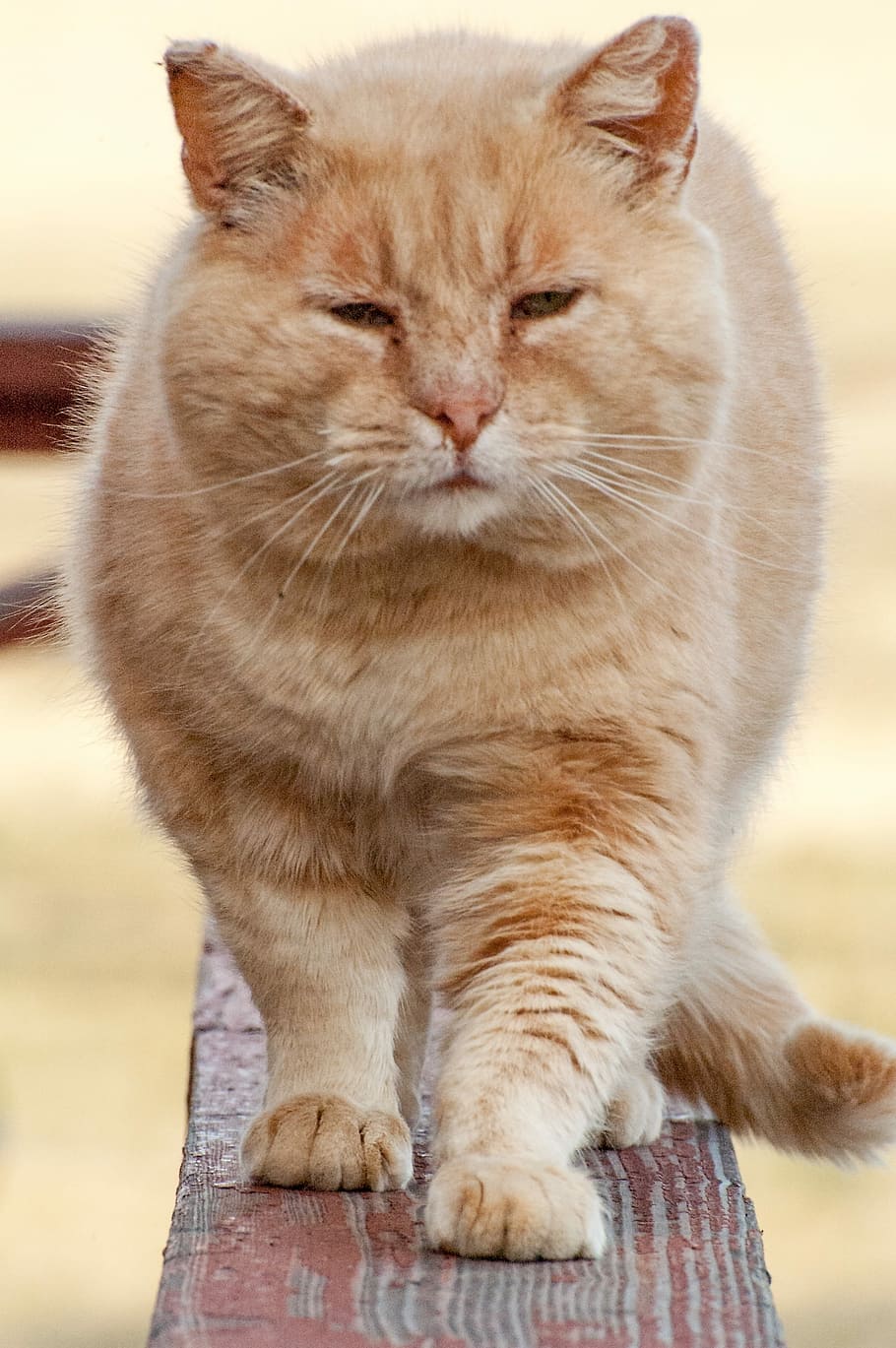 Cat, Walking, Orange Tabby, pet, animal, kitty, outdoor, feline HD wallpaper