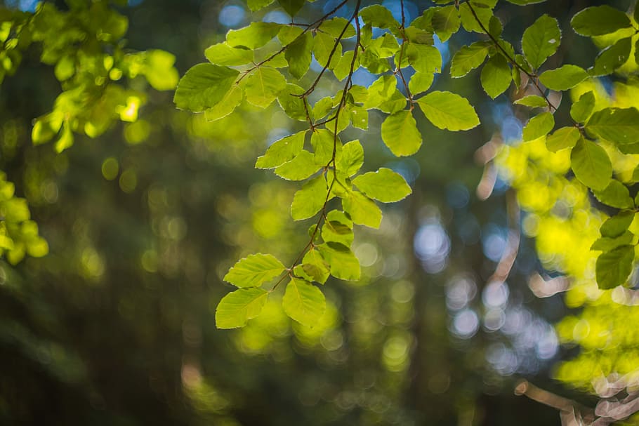 Foliage, Light, Bokeh, Focus, summer, detail, nature, forest HD wallpaper